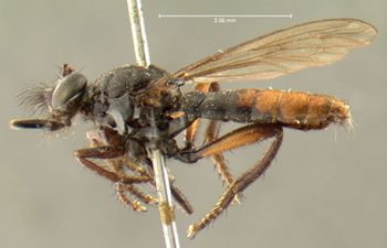 Media type: image;   Entomology 12843 Aspect: habitus lateral view